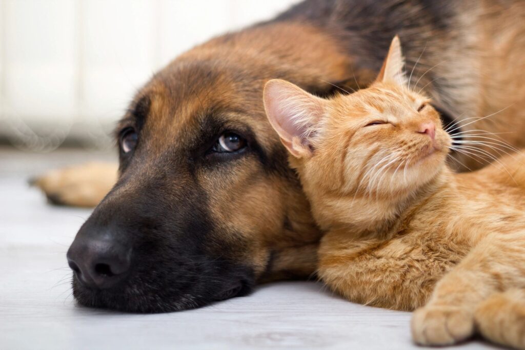 Marijuana for domestic cats and dogs