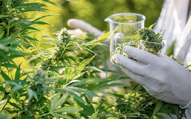 Louisiana Eases Restrictions on Smokable Medical Marijuana Flower