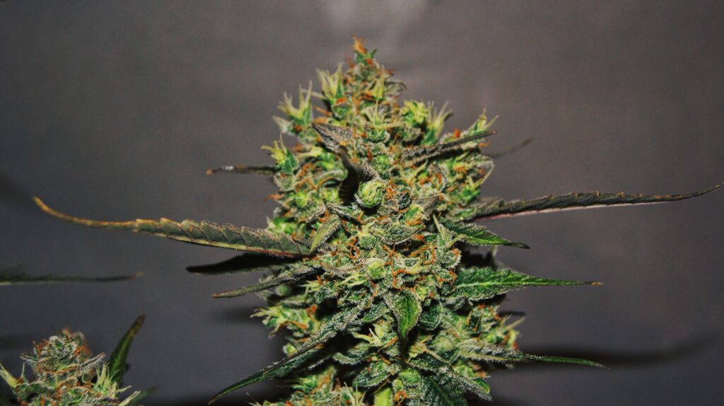 close up photo of a cannabis