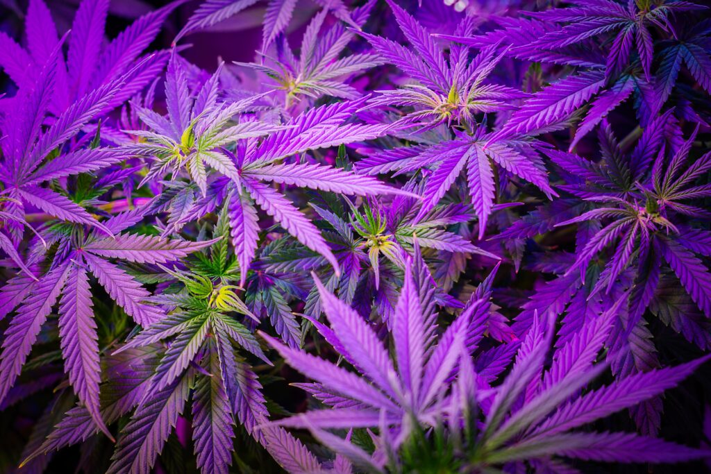 purple kush marijuana cannabis leafs cultivating