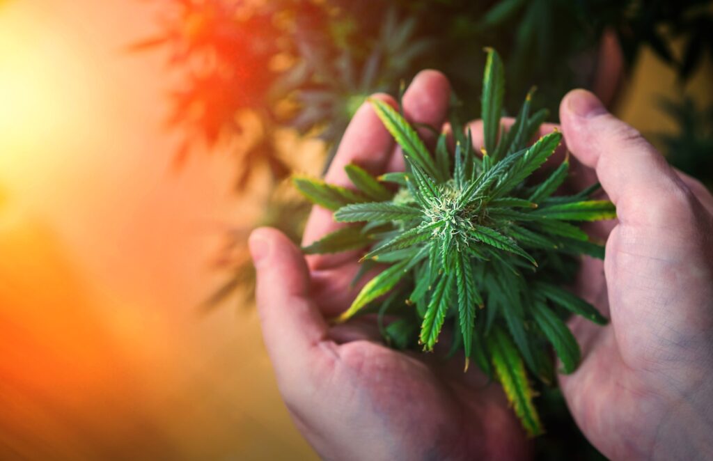 5 Common Fake Myths Related to Marijuana