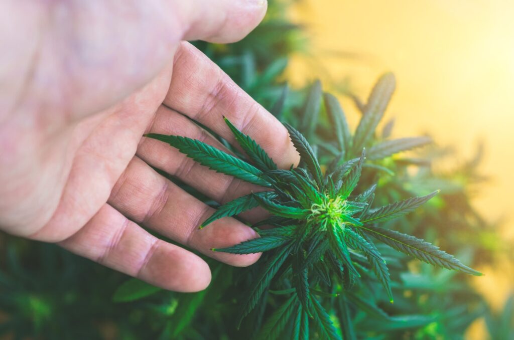 Hand holding Marijuana flower bud, Cannabis cultivation of medical marijuana at home