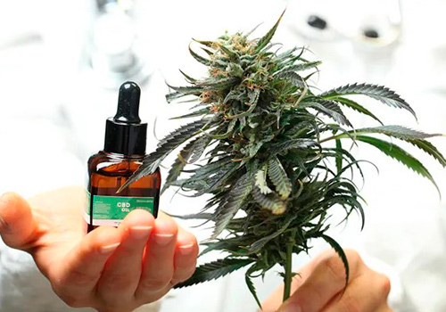 doctor offers medical marijuana cbd for treatment